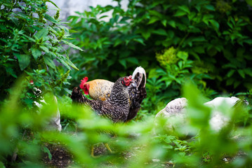 chicken on a farm