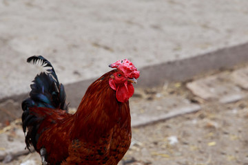 Domestic cock close up