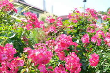 Fototapeta na wymiar rose garden in Yokohama city