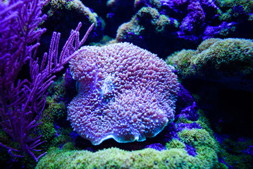 Wonderful and beautiful underwater world with corals and tropical fish.