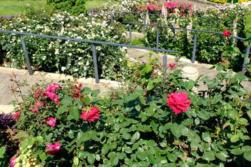 rose garden in Yokohama city