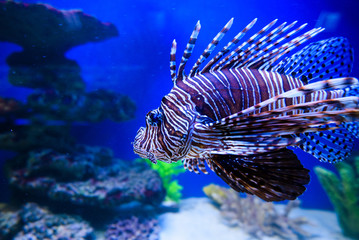 Wonderful and beautiful underwater world with corals and tropical fish.