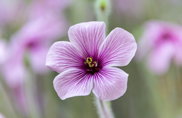 Pretty small purple flower - Geranium