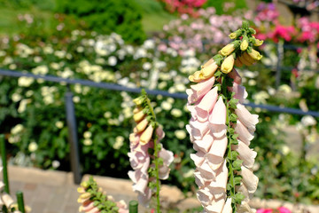 pink flower