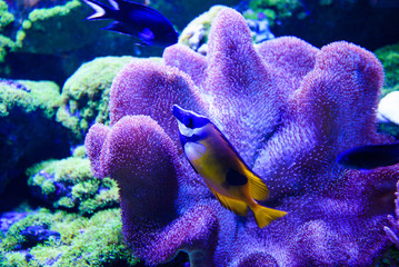 Wonderful and beautiful underwater world with corals and tropical fish.