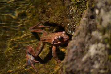 Rana en el agua