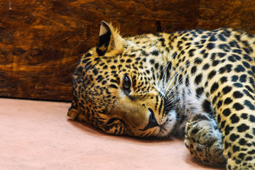 leopard, close-up photo