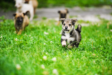 Cute puppy on green grass