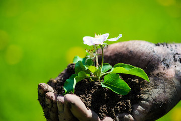 Farmer hand holding a fresh young plant with flower. Symbol of new life and environmental conservation