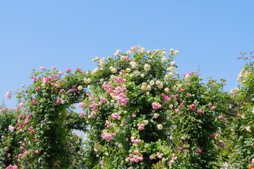 Obraz na płótnie Canvas rose garden in Yokohama city