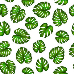 Illustration of monstera leaves