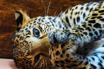 very cute leopard