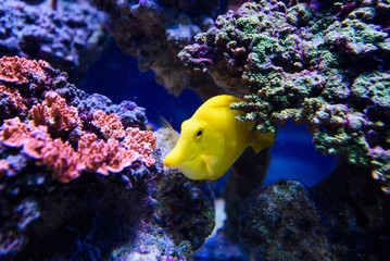 Wonderful and beautiful underwater world with corals and tropical fish.