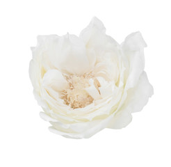 white rose isolated over white background