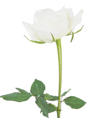 white rose isolated over white background