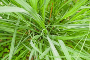 Fototapeta na wymiar Lemongrass plant and leaves in organic garden