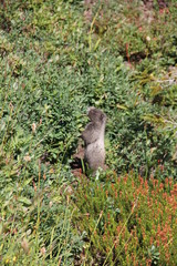 marmot standing up