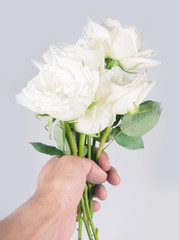 Flower hand white rose isolated over white background