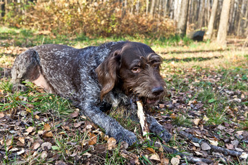 Dog Drathaar chews on a stick in autumn forest