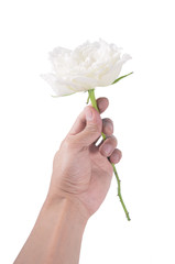 Flower hand white rose isolated over white background