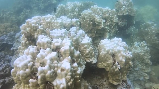 Coral Bleaching event on Koh Tao, Thailand in 2019