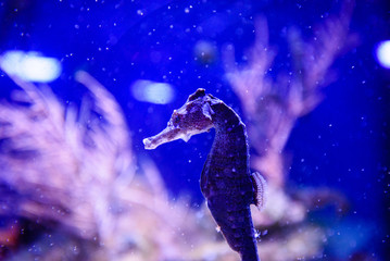 Fototapeta na wymiar seahorse swimming in colorful coral reef