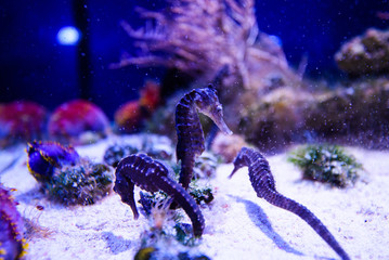 seahorse swimming in colorful coral reef