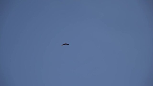 Slow motion close up of bird flying away with blue sky background