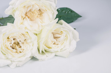 white rose isolated over gray background