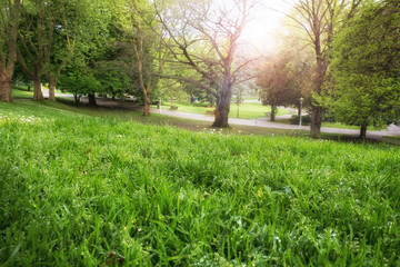 Sunlight in the green city park. Spring time nature park landscape