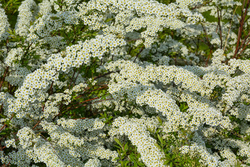 White spirea blossomed in the garden
