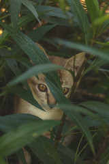 Obraz premium hopeless kitten needs his mother by his side.