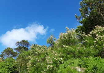 El cielo azul con una nube