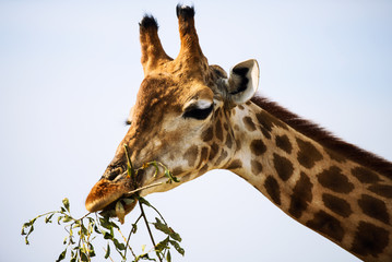 giraffe