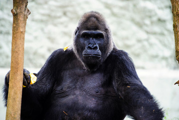 Gorilla