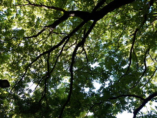 Obraz premium Gałęzie w cieniu