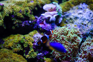 Wonderful and beautiful underwater world with corals and tropical fish.