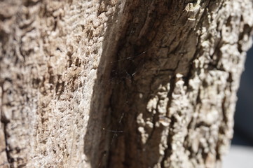 A close look of a tree on a sunny day