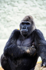Fototapeta premium Gorilla