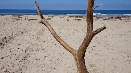 Dead branch at the beach on the Basque country.