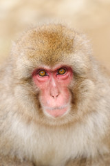 Close up face of monkey in onsen, natural hot spring in Nagano, Japan