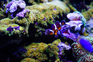 Obraz na płótnie Canvas Wonderful and beautiful underwater world with corals and tropical fish.