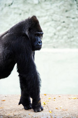 Gorilla