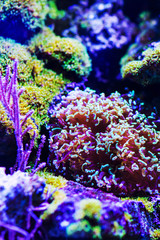 Naklejka na ściany i meble Underwater, Underwater World, Coral Reef