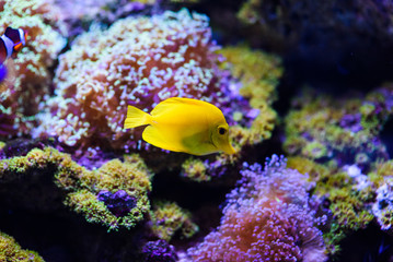 Fototapeta na wymiar Wonderful and beautiful underwater world with corals and tropical fish.