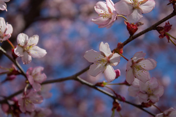Sakura trees