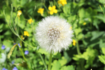 Macro Photo of nature white flowers blooming dandelion blured background. Background blooming bush of white fluffy dandelions. Flowers in the forest