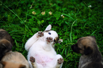 Cute puppy on green grass