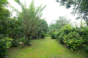 Fototapeta na wymiar Beautiful fruit garden with lawn and walkway.