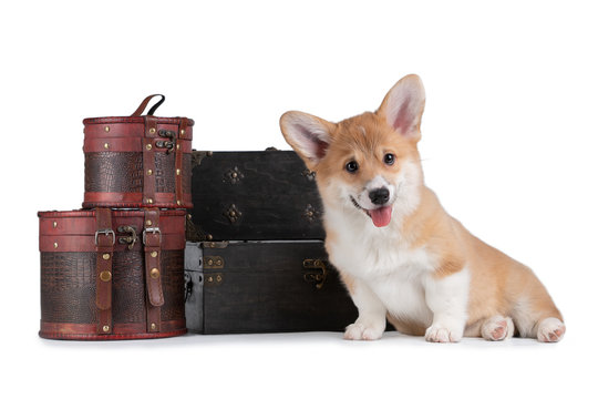 Cute Pembroke pup Welsh Corgi lies on a white isolated background, next to wooden boxes and chests